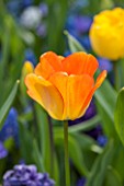 KEUKENHOF GARDENS, NETHERLANDS: CLOSE UP PLANT PORTRAIT OF THE ORANGE FLOWER OF TULIP - TULIPA DAYDREAM. BULB, SPRING, APRIL, FLOWERS, PETALS