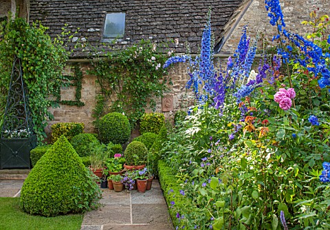 RADFORDS_BURFORD_OXFORDSHIRE_ROSES_AND_DELPHINIUMS_IN_BORDER_WITH_BOX_TOPIARY_SHAPES_PINK_CLIMBING_R
