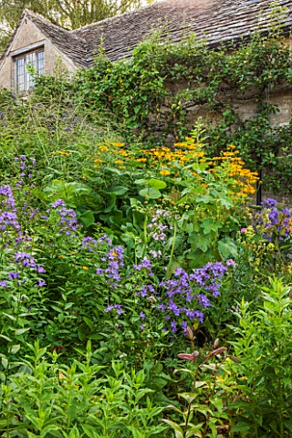 GREYHOUNDS_BURFORD_OXFORDSHIRE_BESIDE_THE_BOTHY_BORDER_WITH_BLUE_CAMPANULA_AND_INULA_MAGNIFICA_YELLO
