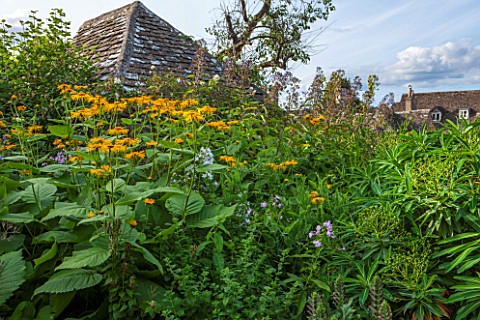 GREYHOUNDS_BURFORD_OXFORDSHIRE_BESIDE_THE_BOTHY_INULA_MAGNIFICA_EUPHORBIA_X_PASTEURII_PHRAMPTON_PHAT