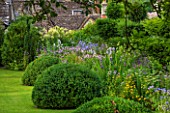 GREYHOUNDS, BURFORD, OXFORDSHIRE:COUNTRY COTTAGE BORDER WITH HERBACOUS PERENNIALS INCLUDING CAMPANULA LACTIFLORA,SELINUM WALLACHIANUM & BUPTHALUM SALICIFOLIUM (YELLOW). FLOWERS