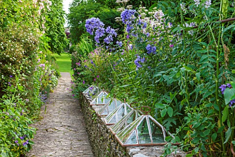 GREYHOUNDS_BURFORD_OXFORDSHIRE_PATH_AND_DRY_STONE_WALL_WITH_ANTIQUE_CLOCHES_BORDER_WITH_CAMPANULA_LA