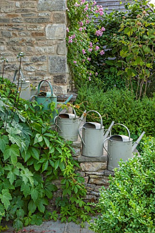 GREYHOUNDS_BURFORD_OXFORDSHIRE_OLD_METAL_WATERING_CANS_ON_THE_READING_ROOM_STEPS_PINK_CLIMBING_ROSE_