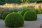 PRIVATE GARDEN, GLOUCESTERSHIRE DESIGNED BY MARCUS BARNETT: TERRACE, GRASSES, ALLIUMS, CLIPPED BOX DOMES, SUMMER, GARDEN, COTSWOLDS
