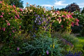 EASTLEACH HOUSE, GLOUCESTERSHIRE: WALLED GARDEN. PERGOLA WITH RAMBLING ROSES - ROSA PRINCESS LOUISE, ROSA DOROTHY PERKINS, CLEMATIS DURANDII, TEUCRIUM FRUTICANS. ARCH