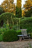 EASTLEACH HOUSE, GLOUCESTERSHIRE: TERRACE AND WOODEN BENCH - CLOUD HEDGING AND YELLOW FLOWERS OF VERBASCUM GAINSBOROUGH - MULLEIN, CREAM, FLOWER, HEDGE, HEDGES
