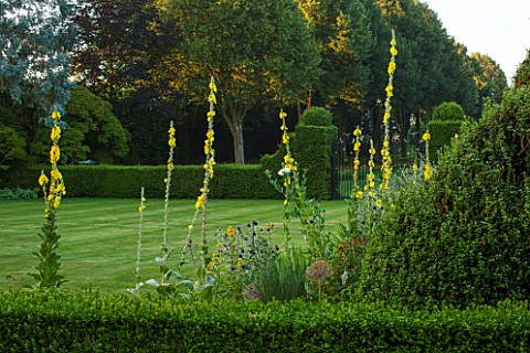 EASTLEACH_HOUSE_GLOUCESTERSHIRE_VIEW_ACROSSLAWN_THROUGH_SPIKES_OF_VERBASCUM_GAINSBOROUGH_TO_HEDGING_