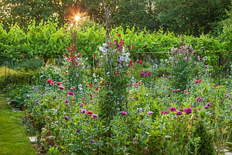 EASTLEACH_HOUSE_GLOUCESTERSHIRE_WALLED_GARDEN__SWEET_PEAS_GROWING_UP_WIGWAM_OF_TALL_STICKS_WITH_VINE