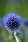 BELMONT HOUSE, SUSSEX - DESIGN ANTHONY PAUL: CLOSE UP OF ECHINOPS RITRO VEITCHS BLUE. FLOWER, BLUE