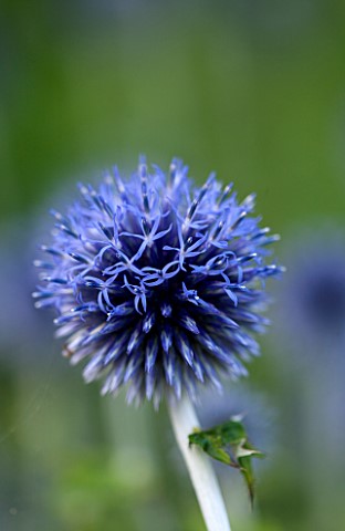 BELMONT_HOUSE_SUSSEX__DESIGN_ANTHONY_PAUL_CLOSE_UP_OF_ECHINOPS_RITRO_VEITCHS_BLUE_FLOWER_BLUE