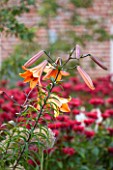 BELMONT HOUSE, SUSSEX - DESIGN ANTHONY PAUL: CLOSE UP OF PEACH, ORANGE FLOWERS OF LILY, LILIUM AFRICAN QUEEN, BLOOMS, JULY, SUMMER, BULBS