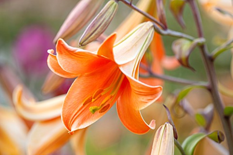 BELMONT_HOUSE_SUSSEX__DESIGN_ANTHONY_PAUL_CLOSE_UP_OF_PEACH_ORANGE_FLOWERS_OF_LILY_LILIUM_AFRICAN_QU