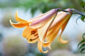 BELMONT HOUSE, SUSSEX - DESIGN ANTHONY PAUL: CLOSE UP OF PEACH, ORANGE FLOWERS OF LILY, LILIUM AFRICAN QUEEN, BLOOMS, JULY, SUMMER, BULBS
