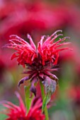 BELMONT HOUSE, SUSSEX - DESIGN ANTHONY PAUL: CLOSE UP OF PINK, RED FLOWERS OF MONARDA CAMBRIDGE SCARLET, BLOOMS, JULY, SUMMER, PERENNIALS