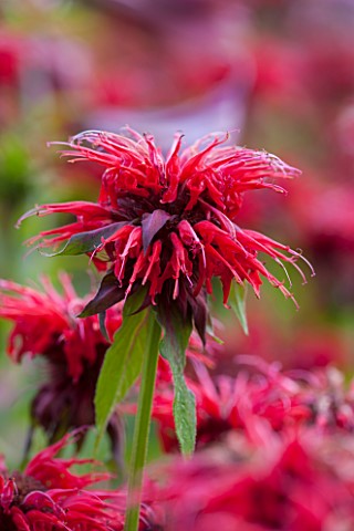 BELMONT_HOUSE_SUSSEX__DESIGN_ANTHONY_PAUL_CLOSE_UP_OF_PINK_RED_FLOWERS_OF_MONARDA_CAMBRIDGE_SCARLET_