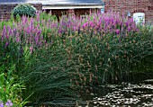 BELMONT HOUSE, SUSSEX - DESIGN ANTHONY PAUL: POND, WATER, POOL, LYTHRUM SALICARIA AND REEDS