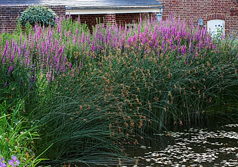 BELMONT_HOUSE_SUSSEX__DESIGN_ANTHONY_PAUL_POND_WATER_POOL_LYTHRUM_SALICARIA_AND_REEDS