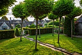 CALENDARS:BURFORD,OXFORDSHIRE:STANDARD ROBINIA UMBRACULIFERA, CLIPPED YEW HEDGING AND RILL IN LAWN WITH VIEW TO HOUSE AND YEW TOPIARY CONES. TREES,GREEN,SUMMER,LIGHT,GARDEN.