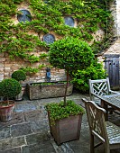 CALENDARS:BURFORD,OXFORDSHIRE:COURTYARD GARDEN WITH OUTDOOR DINING AREA.POTTED BAY TREES UNDERPLANTED WITH CAMPANULA.WATER LETTUCE IN STONE TROUGH, CHOISYA.WISTERIA ON HOUSE WALL