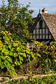 CALENDARS: BURFORD,OXFORDSHIRE: TUDOR STYLE HOUSE WITH OLD VINE ON WALL AND SORBUS - MOUNTAIN ASH TREE