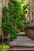 CALENDARS: BURFORD,OXFORDSHIRE:STONE STEPS TO LOG STORE/PILE OPPOSITE WALL WITH FIG TREE. WHITE AGAPANTHUS IN POT.VIEW TO UPPER TERRACE WITH YEW CONES & ROBINIA UMBRACULIFERA