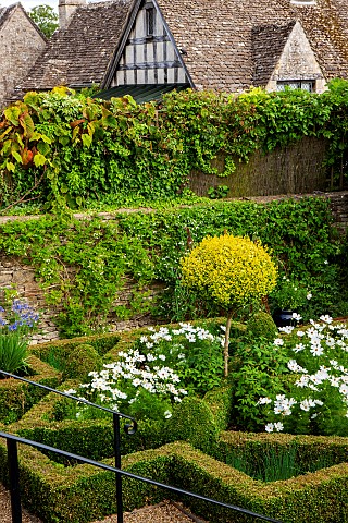 CALENDARS_BURFORDOXFORDSHIRE_FORMAL_BOX_PARTERRE_WITH_WHITE_COSMOS__HERBSOLD_VINE_ON_TOP_WALL_AND_BE