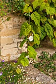 CALENDARS:BURFORD, OXFORDSHIRE:RED ADMIRAL BUTTERFLY ON WALL BEHIND OLD VINE. WITH ERIGERON KARVINSKIANUS AND GERANIUM ROZANNE.