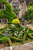 CALENDARS: BURFORD,OXFORDSHIRE:FORMAL BOX PARTERRE TO LOWER TERRACE WITH WHITE COSMOS. BLUE AGAPANTHUS IN POT, POTTED PELARGONIUMS & FIG TREE ON RIGHT WALL.HOUSE WALL WITH WISTERIA