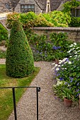CALENDARS:BURFORD,OXFORDSHIRE: VIEW DOWN TO BORDER WITH GERANIUM ROZANNE,ERIGERON KARVINSKIANUS, SHASTA DAISIES & BLUE AGAPANTHUS IN POT.CLIPPED YEW CONE ON LAWN.SUMMER,GARDEN