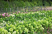 THE REAL FLOWER COMPANY: HYDRANGEA PANICULATA FLOWERS GROWING IN THE ROSE PADDOCK - AUGUST, CUT, FLOWERS, SHRUB, ROWS, CUTTING