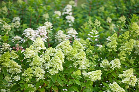 THE_REAL_FLOWER_COMPANY_HYDRANGEA_PANICULATA_FLOWERS_GROWING_IN_THE_ROSE_PADDOCK__AUGUST_CUT_FLOWERS