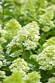 THE REAL FLOWER COMPANY: CLOSE UP PLANT PORTRAIT OF WHITE FLOWER OF HYDRANGEA PANICULATA  IN THE ROSE PADDOCK - AUGUST, CUT, SHRUB