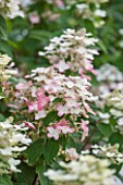 THE REAL FLOWER COMPANY: CLOSE UP PLANT PORTRAIT OF WHITE AND PINK FLOWER OF HYDRANGEA PANICULATA  IN THE ROSE PADDOCK - AUGUST, CUT, SHRUB