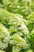 THE REAL FLOWER COMPANY: CLOSE UP PLANT PORTRAIT OF WHITE FLOWER OF HYDRANGEA PANICULATA  IN THE ROSE PADDOCK - AUGUST, CUT, SHRUB