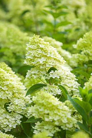 THE_REAL_FLOWER_COMPANY_CLOSE_UP_PLANT_PORTRAIT_OF_WHITE_FLOWER_OF_HYDRANGEA_PANICULATA__IN_THE_ROSE