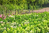 THE REAL FLOWER COMPANY: HYDRANGEA PANICULATA FLOWERS GROWING IN THE ROSE PADDOCK - AUGUST, CUT, FLOWERS, SHRUB, ROWS, CUTTING