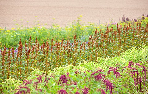THE_REAL_FLOWER_COMPANY_THE_ROSE_PADDOCK__ROWS_OF_DILL_AMARANTHUS_CAUDATUS_AND_HOT_BISCUIT_AUGUST_CU