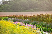 THE REAL FLOWER COMPANY: THE ROSE PADDOCK -ROWS OF FLOWERS INCLUDING AMARANTHUS CAUDATUS HOT BISCUIT, AUGUST, CUT, ROWS, CUTTING, LATE SUMMER, ANNUALS, FLOWERS