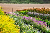 THE REAL FLOWER COMPANY: THE ROSE PADDOCK - ROWS OF AMARANTHUS HOT BISCUIT, CLARY SAGE,  ECHIUM, AUGUST, CUT, ROWS, CUTTING, LATE SUMMER, ANNUALS, FLOWERS