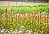 THE REAL FLOWER COMPANY: THE ROSE PADDOCK - ROWS OF AMARANTHUS HOT BISCUIT, AUGUST, CUT, ROWS, CUTTING, LATE SUMMER, ANNUALS, FLOWERS