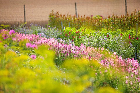 THE_REAL_FLOWER_COMPANY_THE_ROSE_PADDOCK__ROWS_OF_AMARANTHUS_HOT_BISCUIT_CLARY_SAGE__ECHIUM_AUGUST_C
