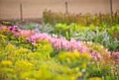 THE REAL FLOWER COMPANY: THE ROSE PADDOCK - ROWS OF AMARANTHUS HOT BISCUIT, CLARY SAGE,  ECHIUM, AUGUST, CUT, ROWS, CUTTING, LATE SUMMER, ANNUALS, FLOWERS
