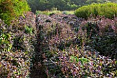 THE REAL FLOWER COMPANY: THE ROSE PADDOCK - ROWS OF PURPLE SAGE. SALVIA OFFICINALIS PURPUREA - CUTTING, GARDEN, ROW,