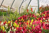 THE REAL FLOWER COMPANY: POLYTUNNEL WITH MIXED ANTIRRHINUM AND GALTONIA CANDICANS. FLOWERS, ANNUALS, FLOWERS