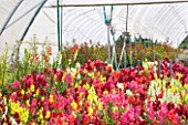 THE REAL FLOWER COMPANY: POLYTUNNEL WITH MIXED ANTIRRHINUM AND GALTONIA CANDICANS. FLOWERS, ANNUALS, FLOWERS