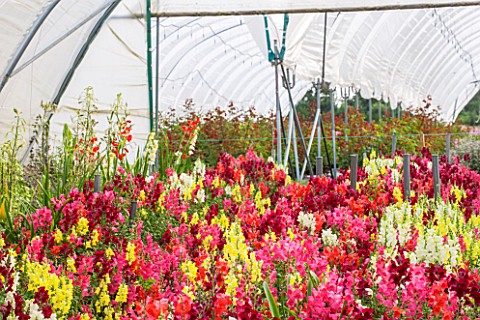 THE_REAL_FLOWER_COMPANY_POLYTUNNEL_WITH_MIXED_ANTIRRHINUM_AND_GALTONIA_CANDICANS_FLOWERS_ANNUALS_FLO