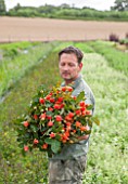 THE REAL FLOWER COMPANY: ROB HOLDING A BUNCH OF ROSES - ROSA  JUST JOEY  IN THE ROSE PADDOCK. MAN, CUT, FLOWERS, CUTTING, GARDEN, SUMMER