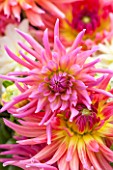 THE REAL FLOWER COMPANY: CLOSE UP OF THE FRESHLY PICKED PINK AND YELLOW FLOWERS OF DAHLIA KARMA SANGRIA - TUBER, TUBEROUS, FLOWER, PETALS
