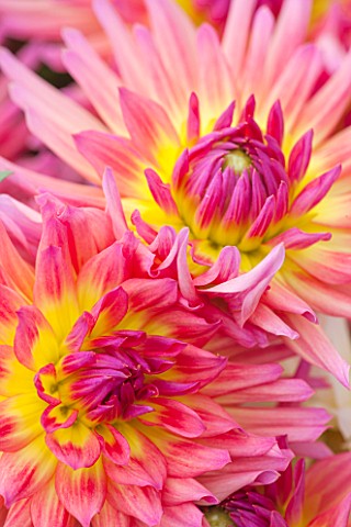 THE_REAL_FLOWER_COMPANY_CLOSE_UP_OF_THE_FRESHLY_PICKED_PINK_AND_YELLOW_FLOWERS_OF_DAHLIA_KARMA_SANGR