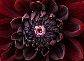 THE REAL FLOWER COMPANY: CLOSE UP OF THE FRESHLY PICKED DARK RED DAHLIA RIP CITY - TUBER, TUBEROUS, FLOWER, PETALS, CENTRE, PATTERN